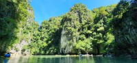 Hong and Mangrove Trees