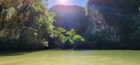 Mangrove Trees in Hong