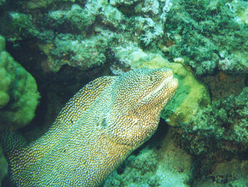 White-mouth Moray Eel