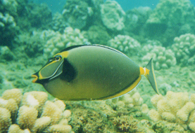 Orange Spine Unicornfish