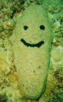 Sea Cucumber