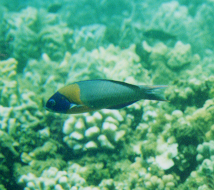 Saddle Wrasse