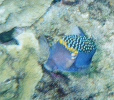 Boxfish, Hawaii