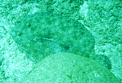 Peacock Flounder