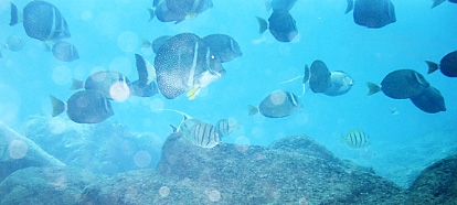 Variety of Surgenfish