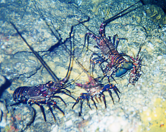 Spiny Lobsters