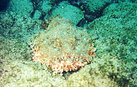 Titan Scorpionfish