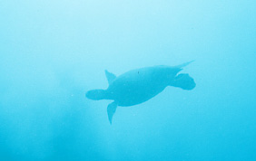 Hawaiian Green Sea Turtle