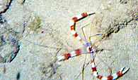 Banded shrimp