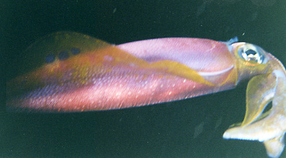 Oval squid turning colors