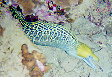 Yellow-head moray eel