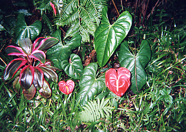 Anthuriums