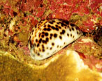 Tiger Cowry