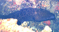 Javanese Moray Eel