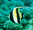 Moorish Idol