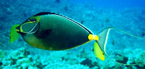 Orangespine Unicornfish