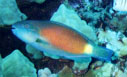 Bullethead Parrotfish