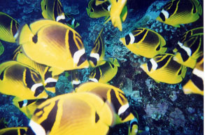 Racoon Butterflyfish