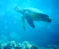 Hawaiian Green Sea Turtle