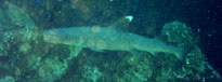 Whitetip Reef Shark