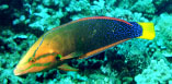 Yellowtail Wrasse