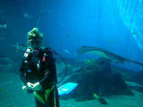 Diving in the Aquarium Open Ocean Tank