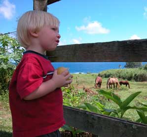 Watching the horses