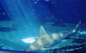 Sandbar shark