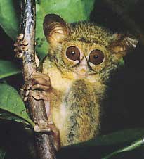 A Tarsier, aka Gollum