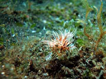 Lionfish