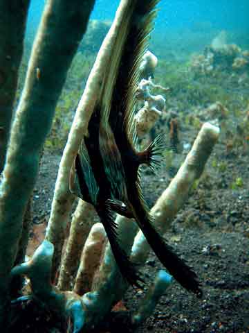 Bat fish