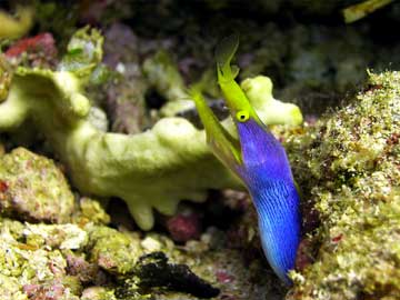 Blue ribbon eel