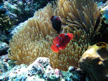 The clown anemonefish