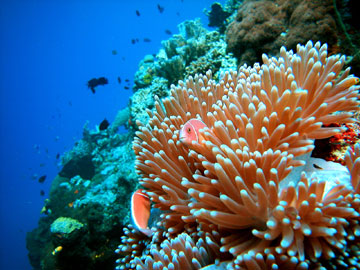 Clown Anemonefish