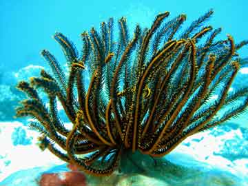 Feather Star