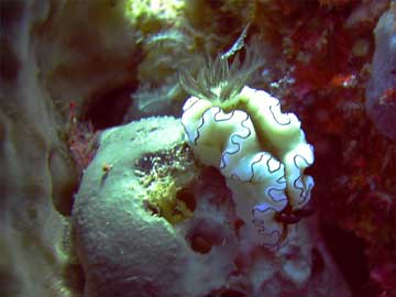 nudibranch