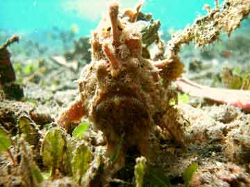 Frogfish