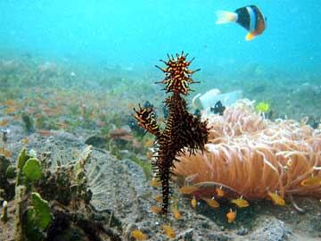 Ghost Pipefish