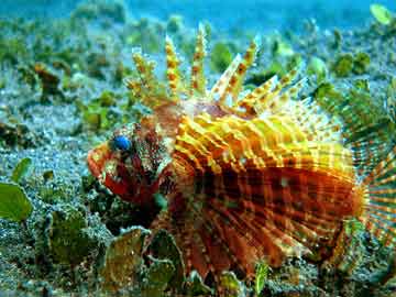 Lionfish