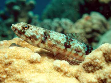 Lizardfish