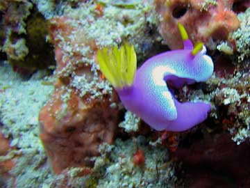 nudibranch