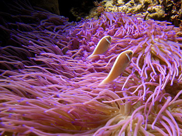 Purple anemone with anemonefish