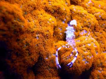 Anemone Shrimp