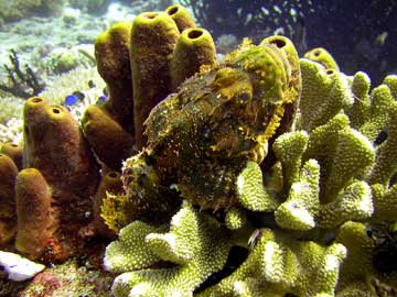 Scorpion fish