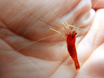 Cleaner Shrimp