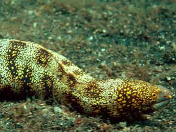 Snowflake eel