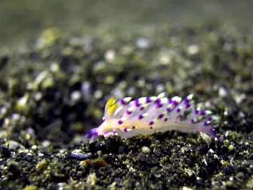 nudibranch