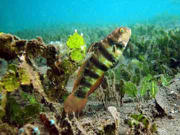 goby