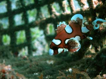 Harlequin sweetlips