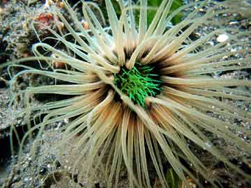 Tube Anemone